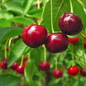 Cherry-Tree-Dallas