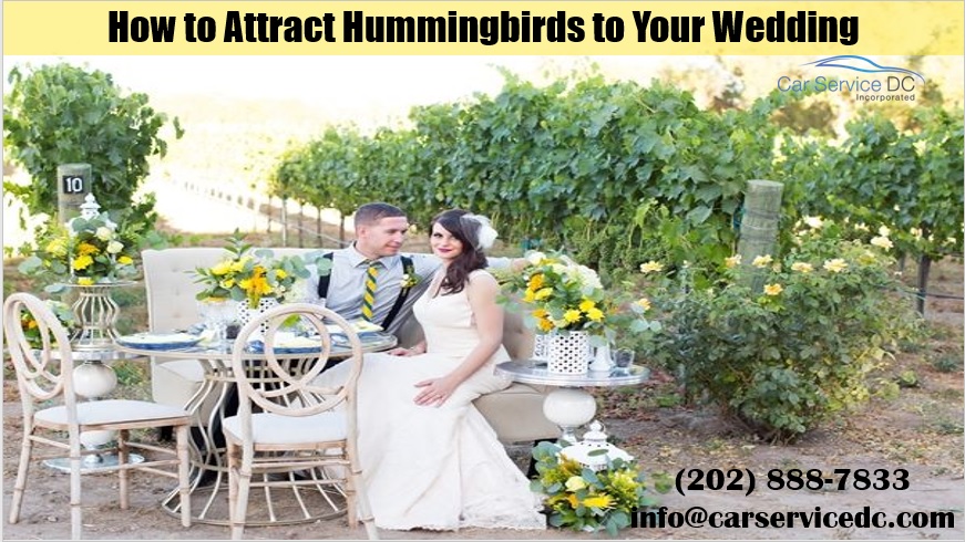 How to Have a Hummingbird Wedding