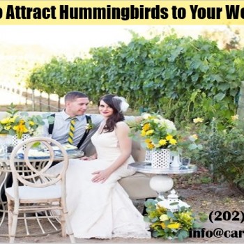How to Have a Hummingbird Wedding
